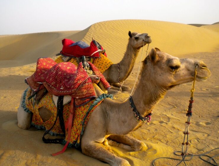 Camel Safari in Jaisalmer, Rajasthan